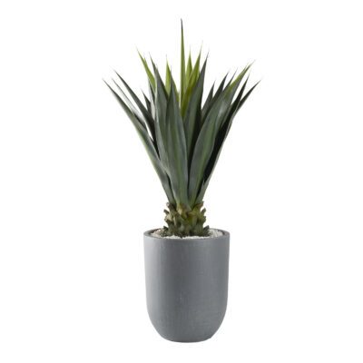 Agave Jumbo Plant in Campbell Planter - 321225