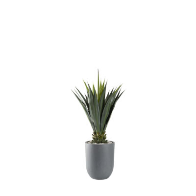 Agave Jumbo Plant in Campbell Planter - 321225