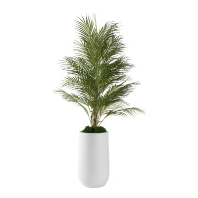 Areca Palm in Quinn Planter 4.3' - 321229