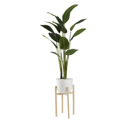 7.5' Traveler Palm in White Bowl with Wood Stand - 321231