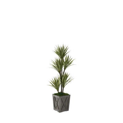Yucca Tree in Grange Planter 4' - 321235