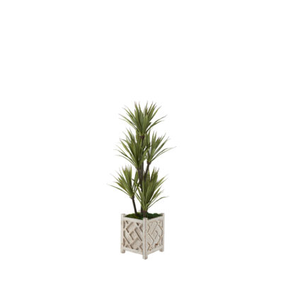 Yucca Tree in Charleston Planter 4' - 321236