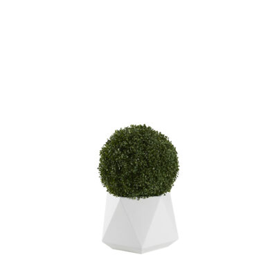 Boxwood Ball in Jagger Planter - 321238