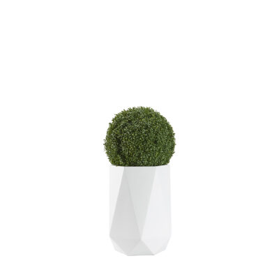Boxwood Ball in Raye Planter - 321239