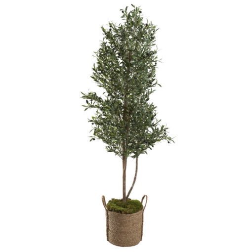 7' Olive Tree in Large Wyatt Basket - 321252