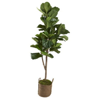 7' Fiddle Leaf Fig Tree in Large Wyatt Basket - 321253