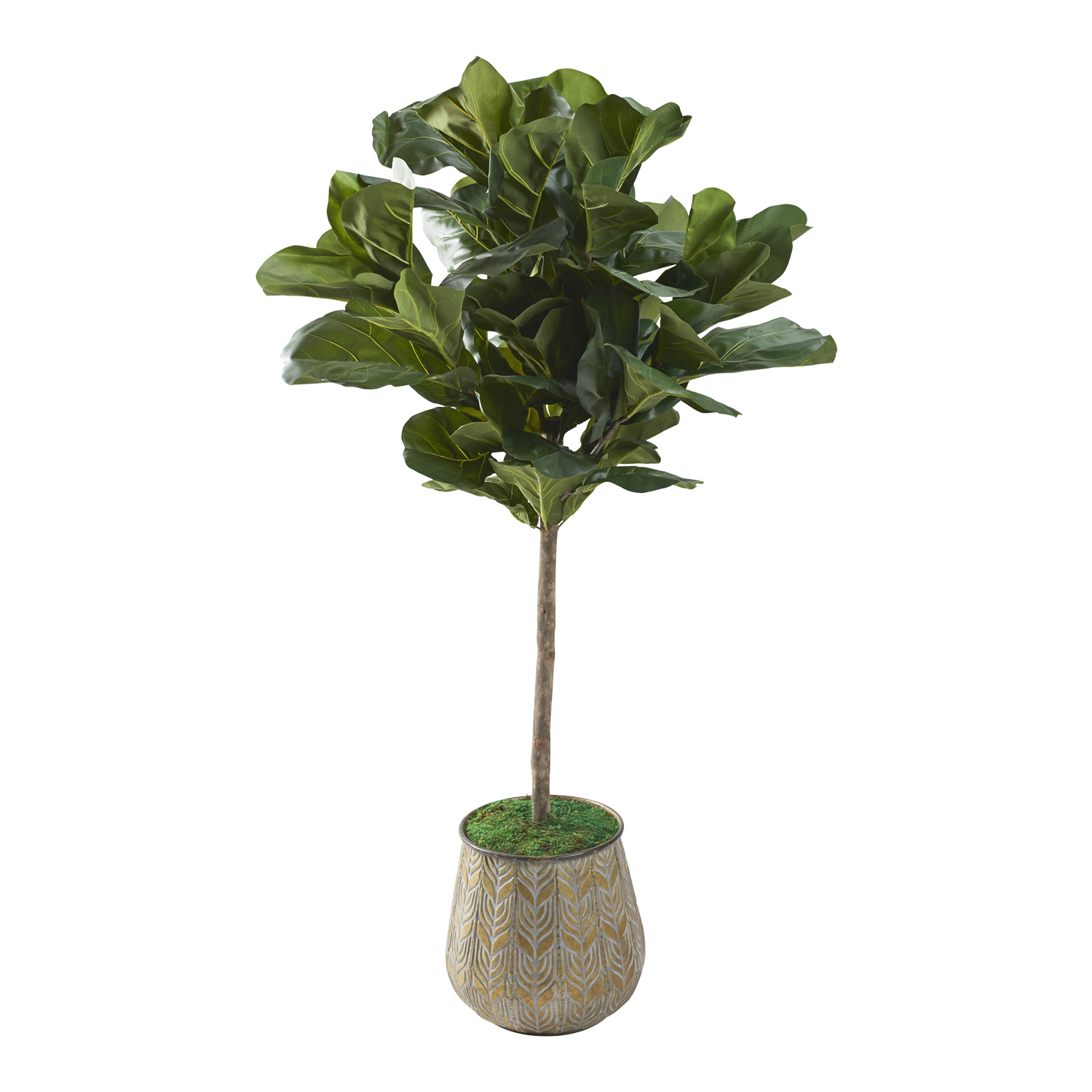 Fiddle Leaf Fig in Delilah Planter 5.5' - 321259