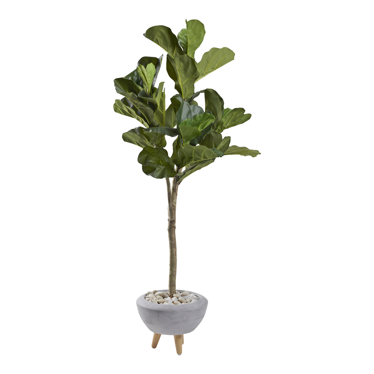 Fiddle Leaf Fig in Triad Planter 5.6' - 321260