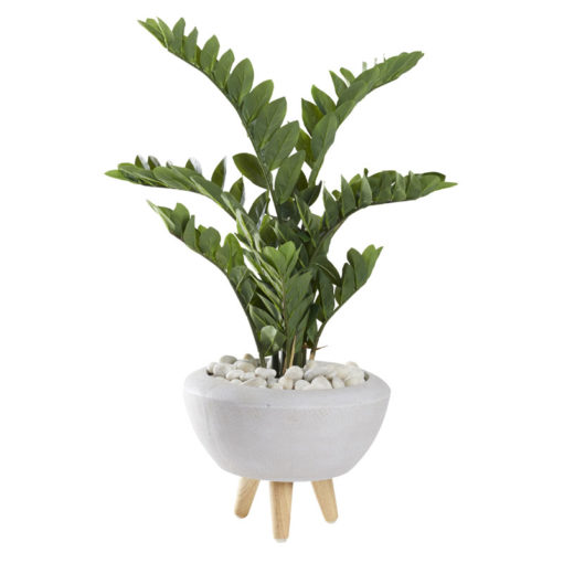 Zamiifolia Plant in Small Triad Planter (with legs) - 321263
