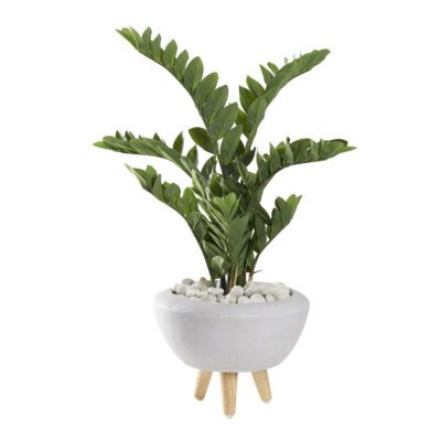 Zamiifolia Plant in Triad Planter - 321263