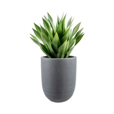 Desert Succulent in XS Campbell Planter - 321269