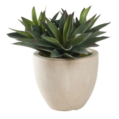 Green Aloe Plants in XS Grove Planter - 321273