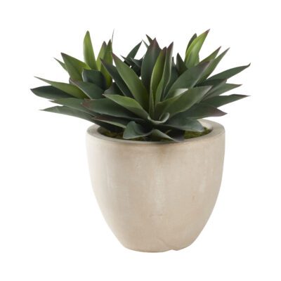 Green Aloe Plants in Grove Planter - 321273