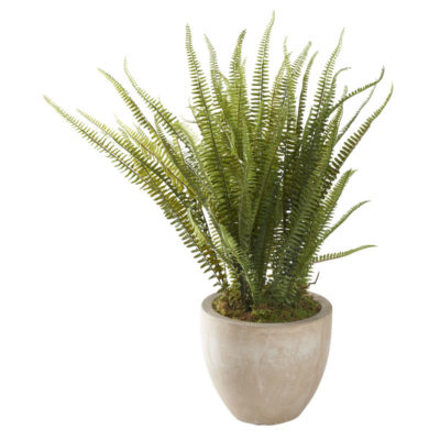 Boston Fern in XS Grove Planter - 321274