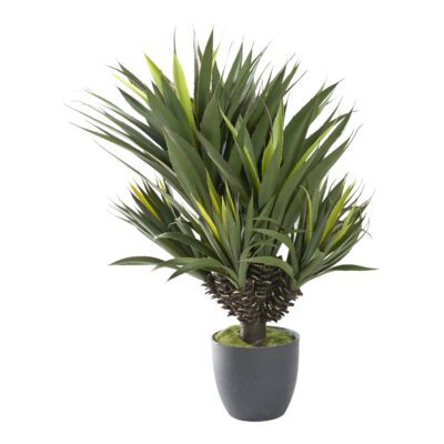 Star Succulent in Nursery Pot - 321280