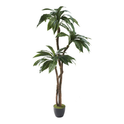 Birdnest Palm 7' - 321282
