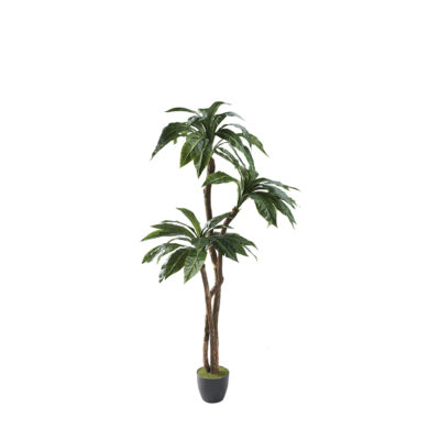 Birdnest Palm 7' - 321282