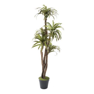Dracaena Tree 7' - 321283