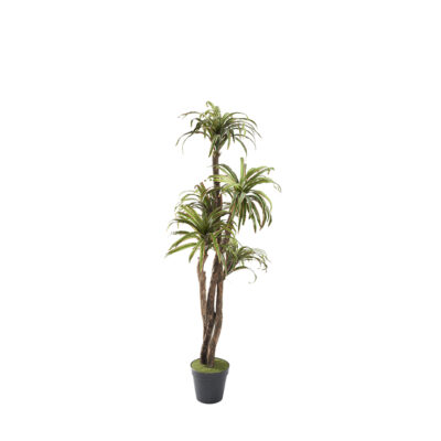 Dracaena Tree 7' - 321283