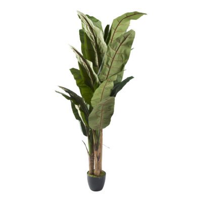 Banana Palm 8' - 321284
