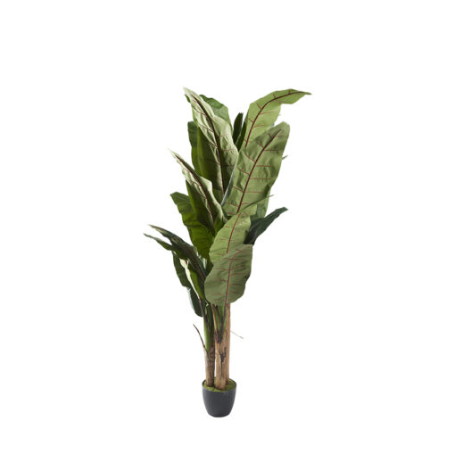 Banana Palm 8' - 321284
