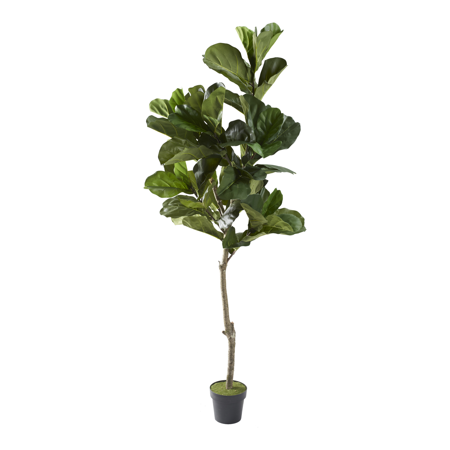 Fiddle Leaf Fig Tree 7' - 321286