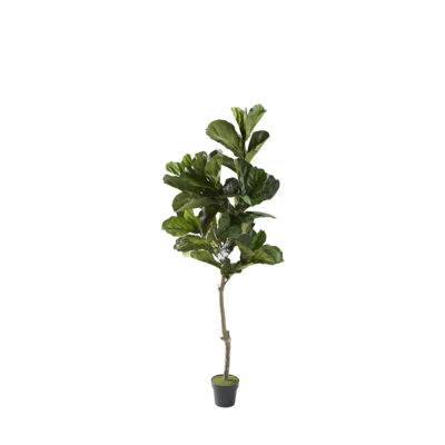 Fiddle Leaf Fig Tree 7' - 321286
