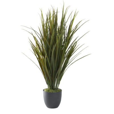Tall Grass in Nursery Pot - 321290