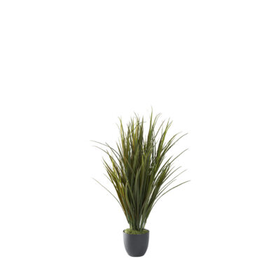 Tall Grass in Nursery Pot - 321290