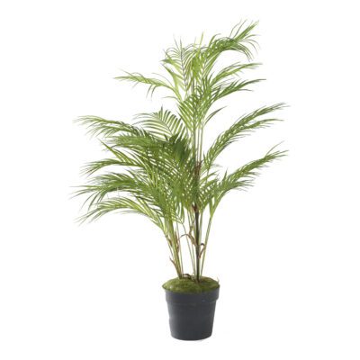 Areca Palm 3.5' - 321291