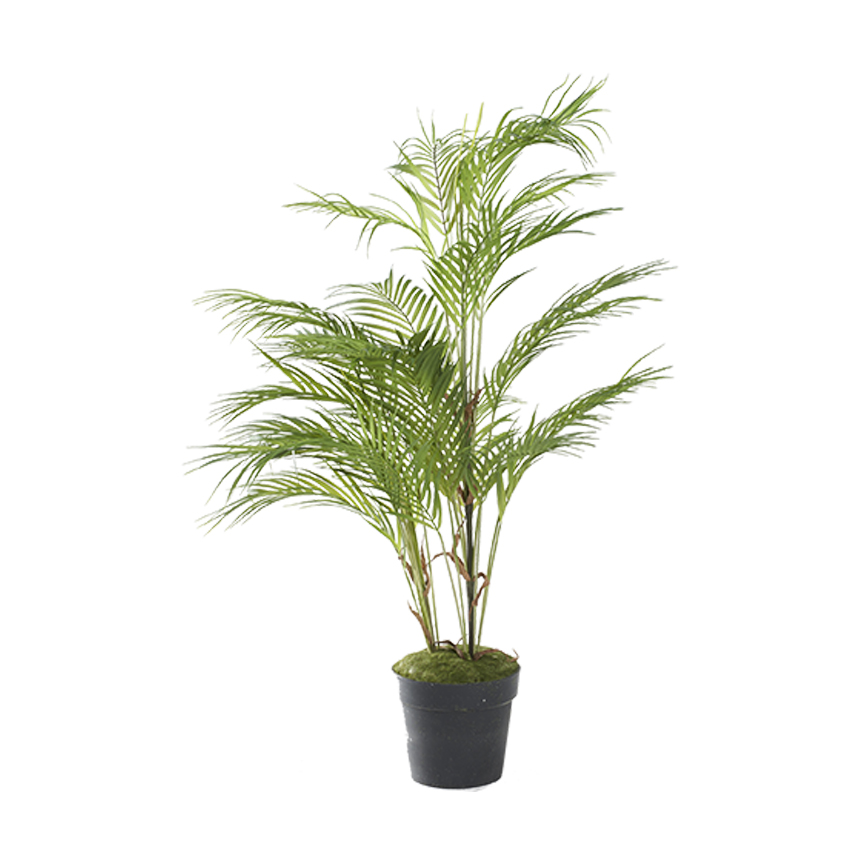 Areca Palm 3.5' - 321291 - Image 2