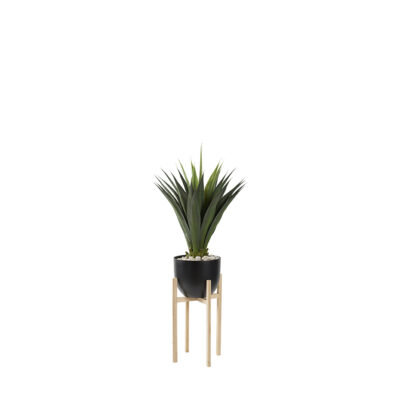 Agave Jumbo in Catalina Planter 4' - 321292