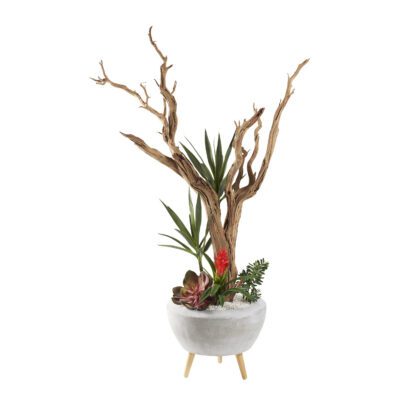 Ghostwood with Succulents in Triad Planter 6' - 321293