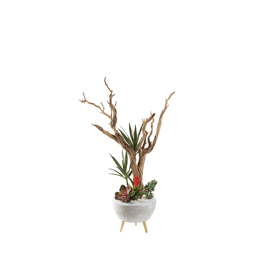 Ghostwood with Succulents in Triad Planter 6' - 321293