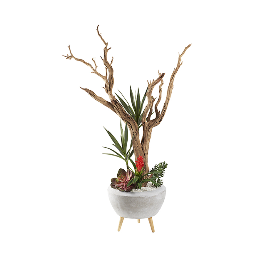 Ghostwood with Succulents in Triad Planter 6' - 321293 - Image 2
