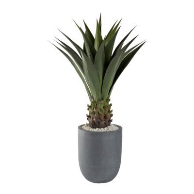 Agave Jumbo Plant in Campbell Planter - 321296