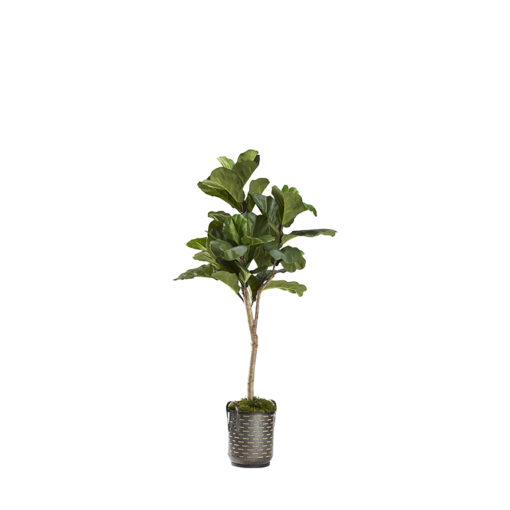 Fiddle Leaf Fig in Cardinal Planter 5.5' - 321297