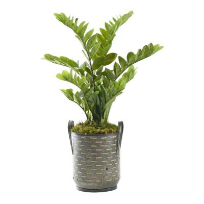Zamiifolia Plant in Waverly Planter 3.4' - 321298