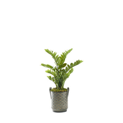 Zamiifolia Plant in Waverly Planter 3.4' - 321298
