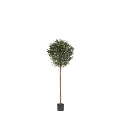 Olive Topiary 4.8' - 321300
