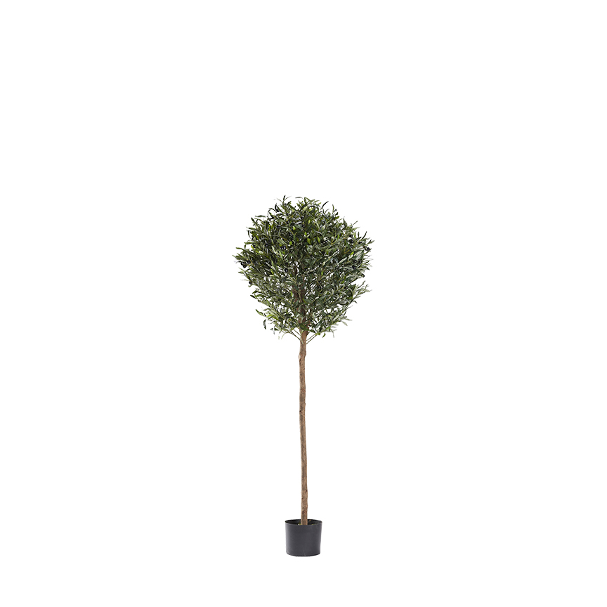 Olive Topiary 4.8' - 321300