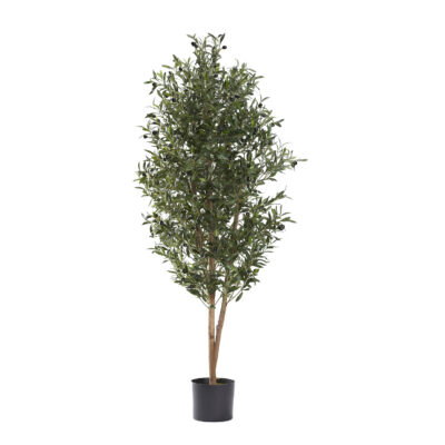 Olive Tree 4.8' - 321302