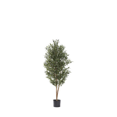 Olive Tree 4.8' - 321302