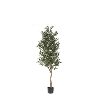 Olive Tree 6.7' - 321303