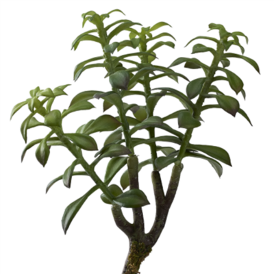 Leafy Stem - GR2035