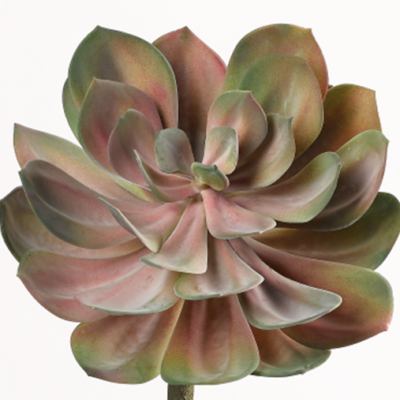 Light Green & Pink Echeveria - GR2105