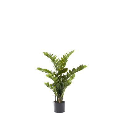 Zamiifolia Plant - TL834