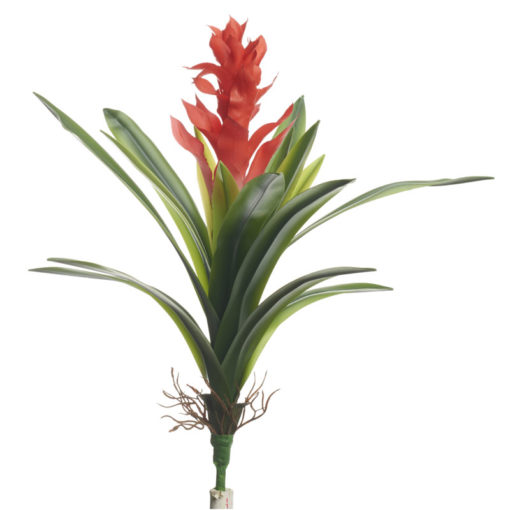 Red Ginger Stem - FL2514