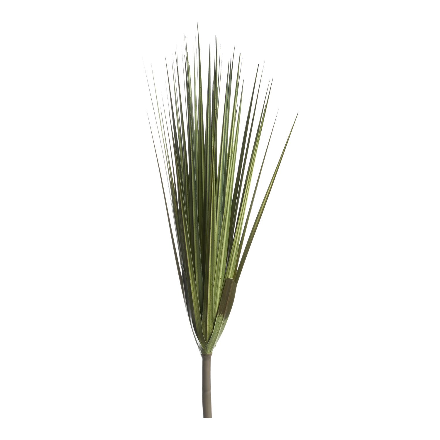 Wide Grass - GR1881