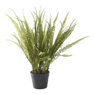 Boston Fern in Nursery Pot - GR1929